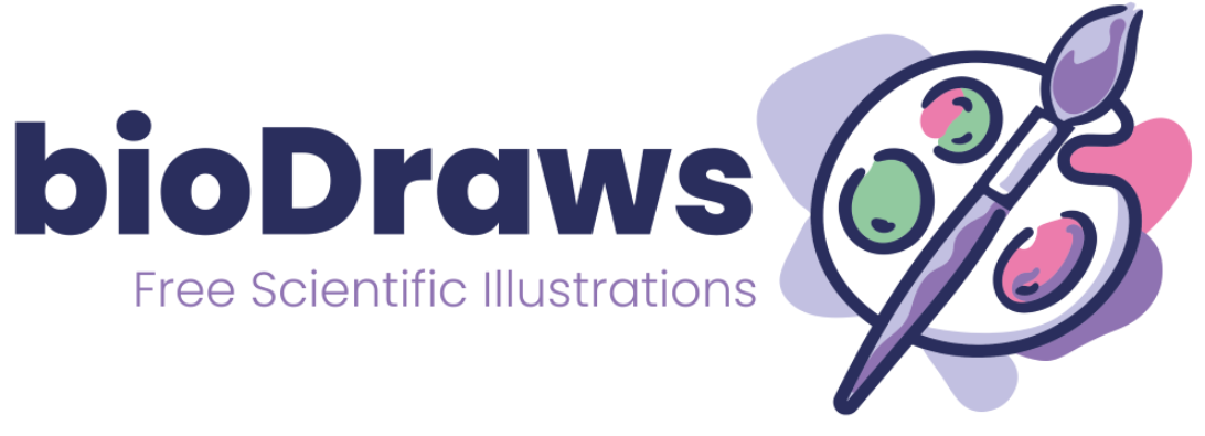 BioDraws Logo